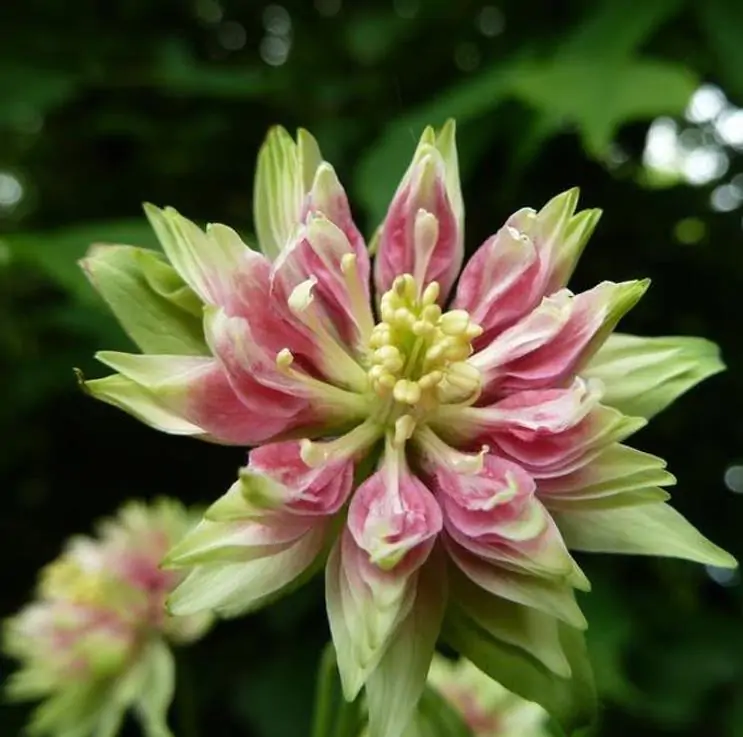 Aquilegia vulgaris Stellata Nora Barlow - Aquilegia Flor de Clematis (tricolor), Rosa Columbina Dobrada Tricolor (rosa, br - Imagem 4