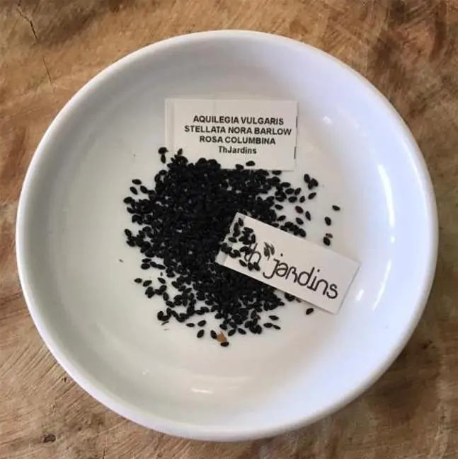 Aquilegia vulgaris Stellata Nora Barlow - Aquilegia Flor de Clematis (tricolor), Rosa Columbina Dobrada Tricolor (rosa, br - Imagem 5