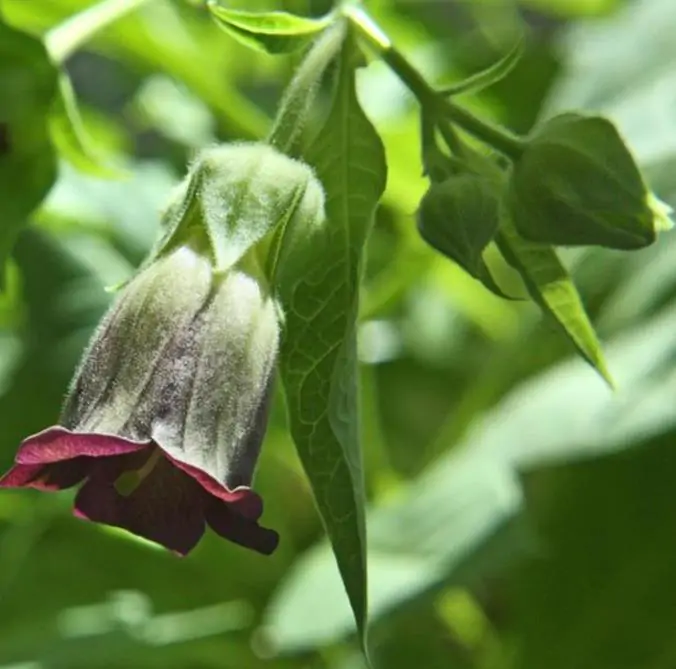 Atropa belladonna - Beladona, Atropa Bella-Donna, Erva do Diabo, Cereja da Morte, Deadly Nightshade - Imagem 2