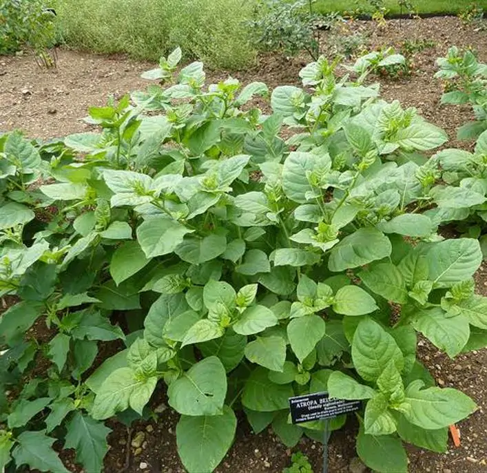 Atropa belladonna - Beladona, Atropa Bella-Donna, Erva do Diabo, Cereja da Morte, Deadly Nightshade - Imagem 5