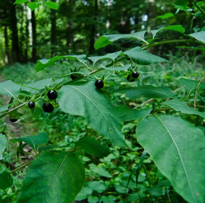 Atropa belladonna - Beladona, Atropa Bella-Donna, Erva do Diabo, Cereja da Morte, Deadly Nightshade - Imagem 6