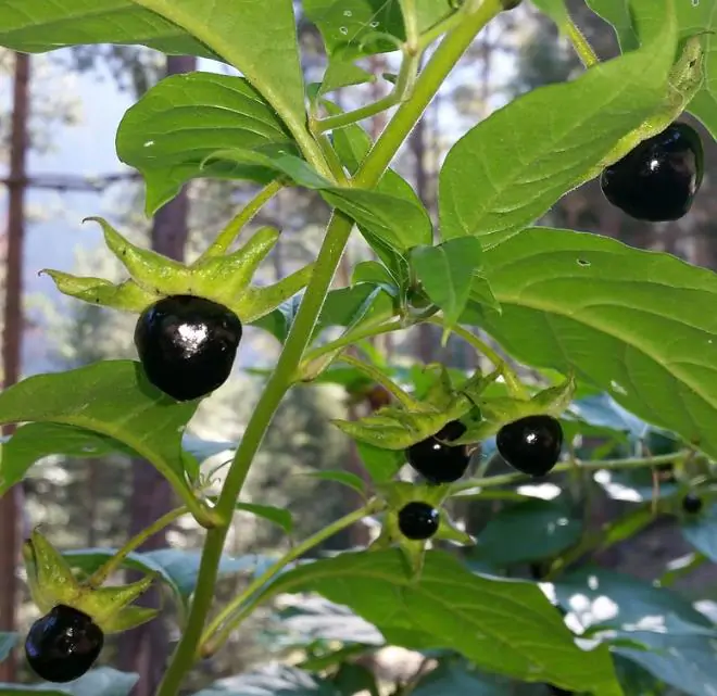 Atropa belladonna - Beladona, Atropa Bella-Donna, Erva do Diabo, Cereja da Morte, Deadly Nightshade - Imagem 7