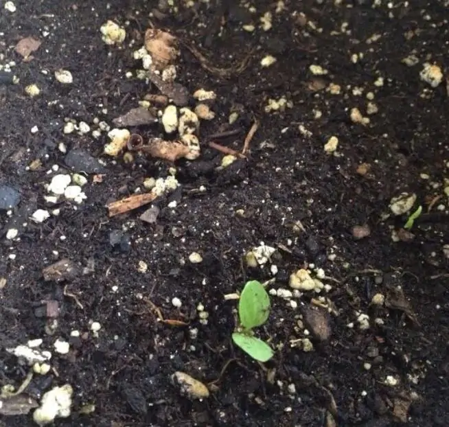 Atropa belladonna - Beladona, Atropa Bella-Donna, Erva do Diabo, Cereja da Morte, Deadly Nightshade - Imagem 8