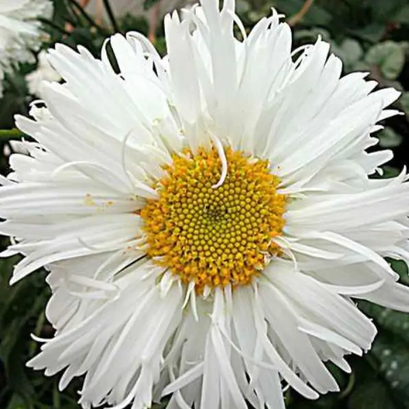 BETA VULGARIS L (CRAPAUDINE) - BETERRABA FRANCESA - CRAPAUDINE BEET - Imagem 2