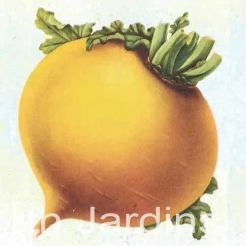 BRASSICA RAPA - NABO REDONDO DOURADO