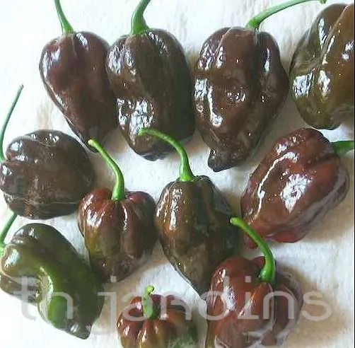 CAPSICUM CHINENSE - PIMENTA CHOCOLATE HABANERO (HOT PEPPER)