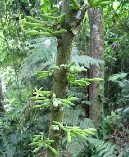 Carica microcarpa ssp. Baccata (Vasconcellea microcarpa) - Mamão Papaia Microcarpa, Papaia Figo, Mamão Figo - Imagem 2
