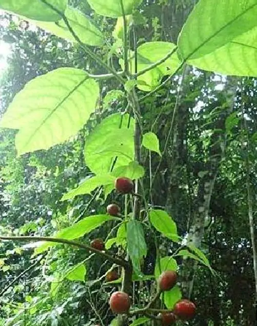 Carica microcarpa ssp. Baccata (Vasconcellea microcarpa) - Mamão Papaia Microcarpa, Papaia Figo, Mamão Figo - Imagem 3