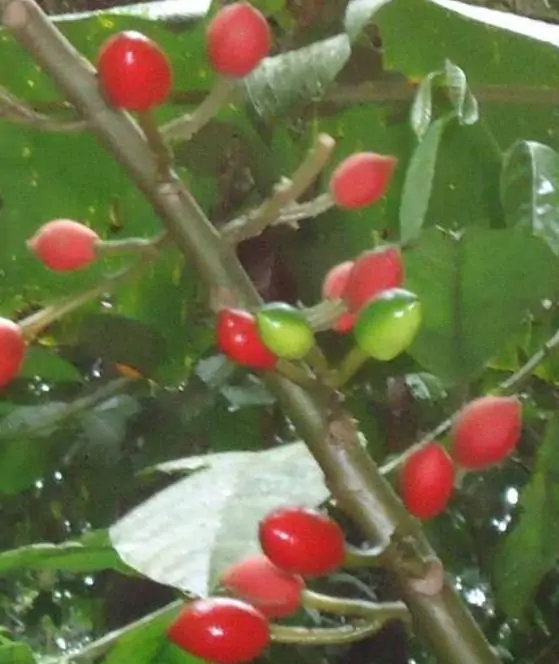 Carica microcarpa ssp. Baccata (Vasconcellea microcarpa) - Mamão Papaia Microcarpa, Papaia Figo, Mamão Figo - Imagem 4