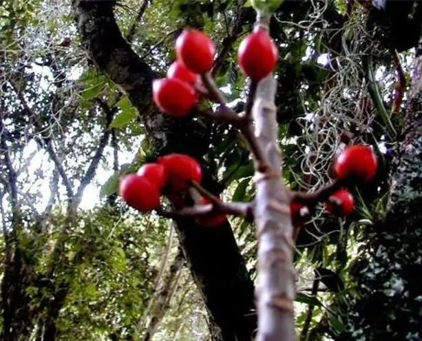 Carica microcarpa ssp. Baccata (Vasconcellea microcarpa) - Mamão Papaia Microcarpa, Papaia Figo, Mamão Figo - Imagem 5