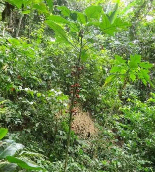 Carica microcarpa ssp. Baccata (Vasconcellea microcarpa) - Mamão Papaia Microcarpa, Papaia Figo, Mamão Figo - Imagem 6