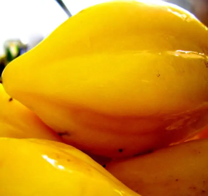 Carica pubescens Cobquecura (Vasconcellea pubescens Cobquecura) - Mamão Papaia Cobquecura, Mamão do Chile, Mamão de Cobquecura