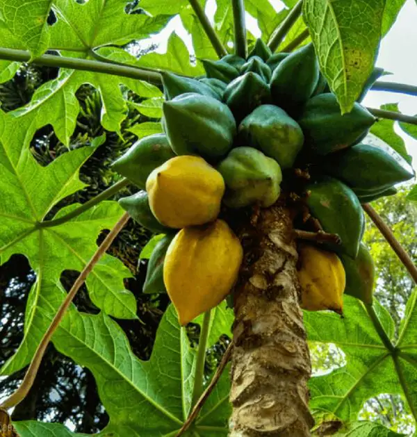 Carica pubescens Cobquecura (Vasconcellea pubescens Cobquecura) - Mamão Papaia Cobquecura, Mamão do Chile, Mamão de Cobquecura - Imagem 3