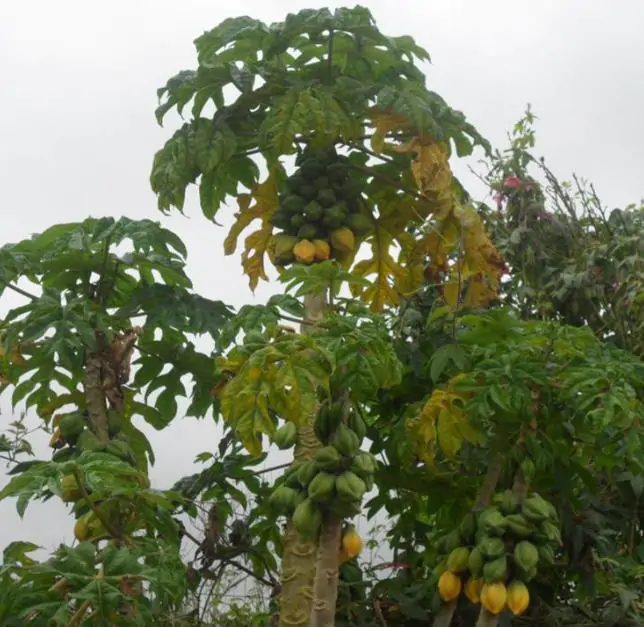 Carica pubescens Cobquecura (Vasconcellea pubescens Cobquecura) - Mamão Papaia Cobquecura, Mamão do Chile, Mamão de Cobquecura - Imagem 4