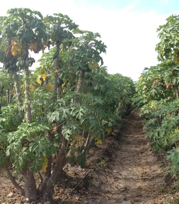 Carica pubescens Cobquecura (Vasconcellea pubescens Cobquecura) - Mamão Papaia Cobquecura, Mamão do Chile, Mamão de Cobquecura - Imagem 5