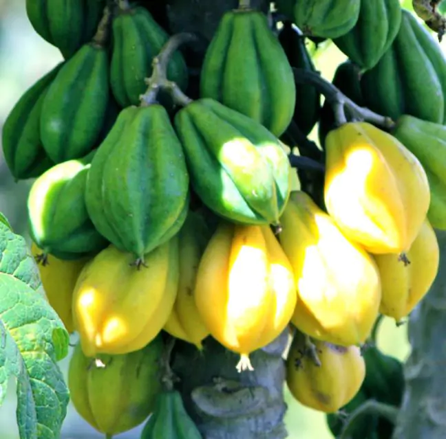 Carica pubescens Cobquecura (Vasconcellea pubescens Cobquecura) - Mamão Papaia Cobquecura, Mamão do Chile, Mamão de Cobquecura - Imagem 6