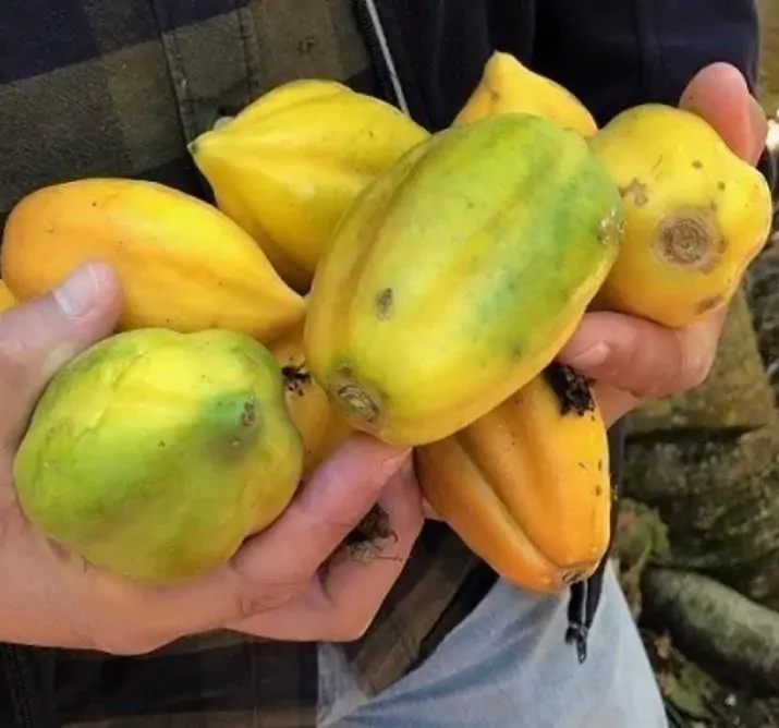 Carica pubescens Cobquecura (Vasconcellea pubescens Cobquecura) - Mamão Papaia Cobquecura, Mamão do Chile, Mamão de Cobquecura - Imagem 7