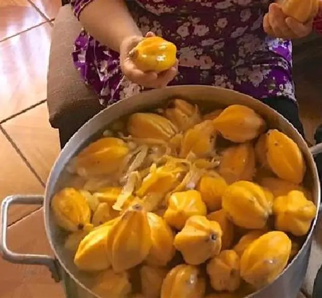 Carica pubescens Cobquecura (Vasconcellea pubescens Cobquecura) - Mamão Papaia Cobquecura, Mamão do Chile, Mamão de Cobquecura - Imagem 8