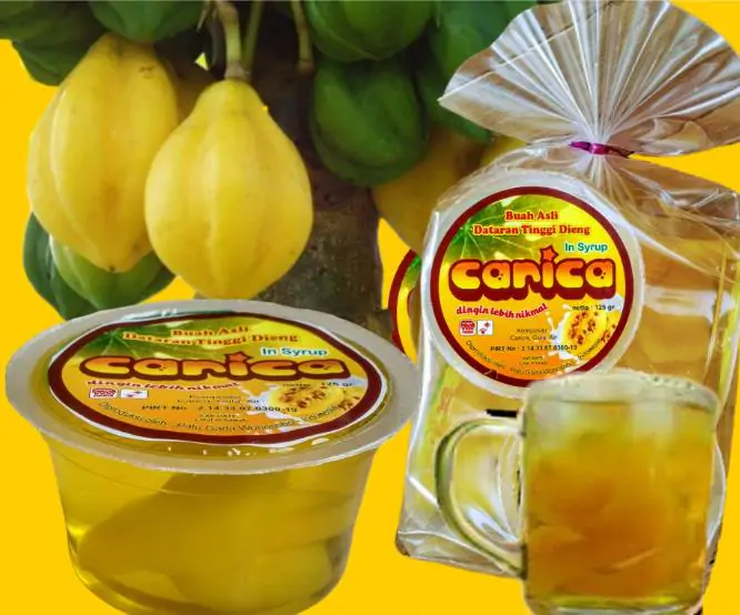 Carica pubescens Cobquecura (Vasconcellea pubescens Cobquecura) - Mamão Papaia Cobquecura, Mamão do Chile, Mamão de Cobquecura - Imagem 10