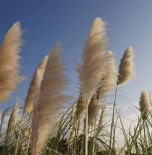 Cortaderia richardii - Grama toe toe, Grama plumosa, Toe toe grass - Imagem 2