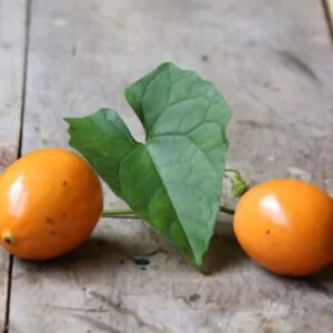 Melothria dulcis - Melotria Doce, Mini Melancia Doce, Pepino doce