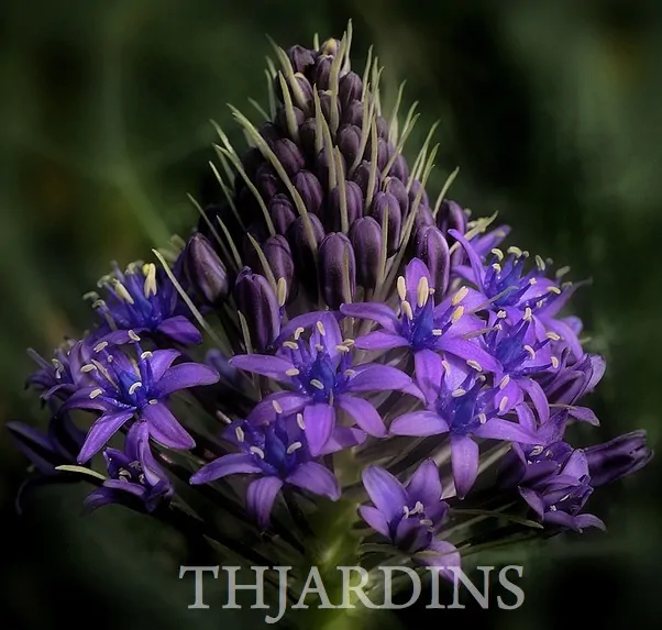 SCILLA PERUVIANA - LIRIO DO CARIBE