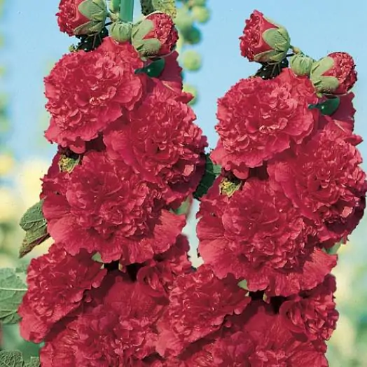 Alcea Rosea Chaters Double Scarlet - Malva Dobrada Dupla Scarlet, Alcea, Atléia, Malva Real, Malvaisco, Hollyhoc