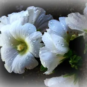Alcea Rosea Snow Peaks - Malva Picos De Neve, Malva Branca Snow Peaks