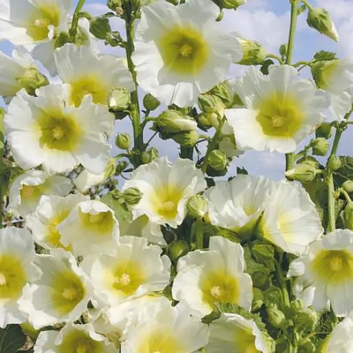 Alcea Rosea Snow Peaks - Malva Picos De Neve, Malva Branca Snow Peaks - Imagem 4