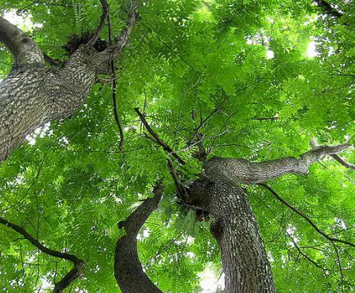 Chukrasia tabularis - Cedro Branco, Mogno Indiano, Sequoia Indiana, Amêndoa da Birmânia