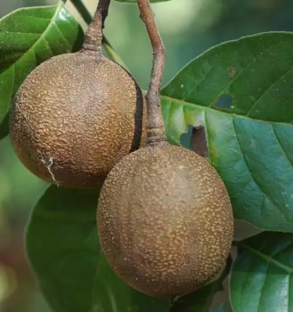 Chukrasia tabularis - Cedro Branco, Mogno Indiano, Sequoia Indiana, Amêndoa da Birmânia - Imagem 2
