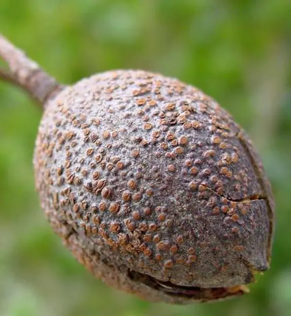 Chukrasia tabularis - Cedro Branco, Mogno Indiano, Sequoia Indiana, Amêndoa da Birmânia - Imagem 3