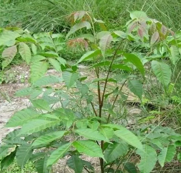Chukrasia tabularis - Cedro Branco, Mogno Indiano, Sequoia Indiana, Amêndoa da Birmânia - Imagem 4