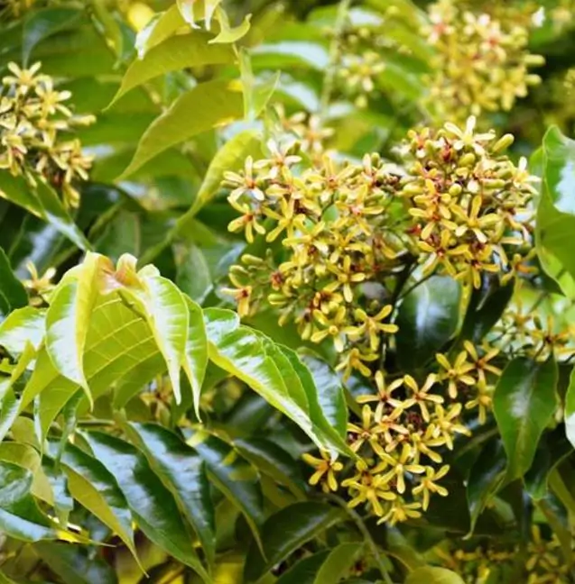 Chukrasia tabularis - Cedro Branco, Mogno Indiano, Sequoia Indiana, Amêndoa da Birmânia - Imagem 5