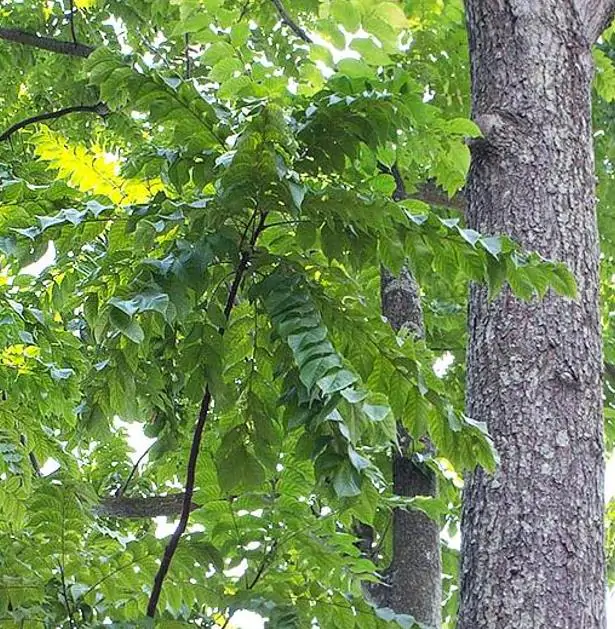 Chukrasia tabularis - Cedro Branco, Mogno Indiano, Sequoia Indiana, Amêndoa da Birmânia - Imagem 6