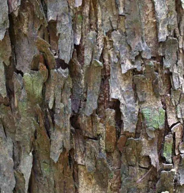 Chukrasia tabularis - Cedro Branco, Mogno Indiano, Sequoia Indiana, Amêndoa da Birmânia - Imagem 7