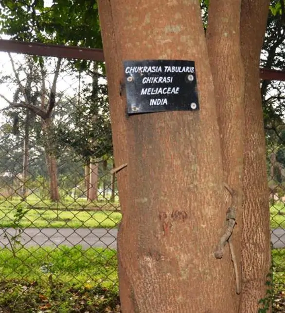 Chukrasia tabularis - Cedro Branco, Mogno Indiano, Sequoia Indiana, Amêndoa da Birmânia - Imagem 8