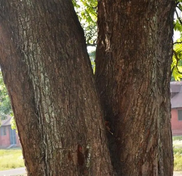 Chukrasia tabularis - Cedro Branco, Mogno Indiano, Sequoia Indiana, Amêndoa da Birmânia - Imagem 9