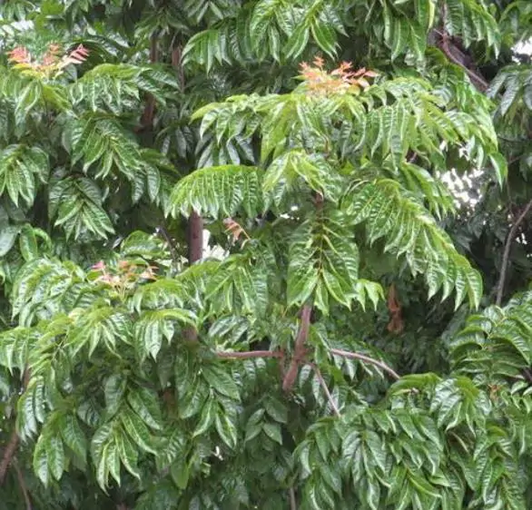 Chukrasia tabularis - Cedro Branco, Mogno Indiano, Sequoia Indiana, Amêndoa da Birmânia - Imagem 10