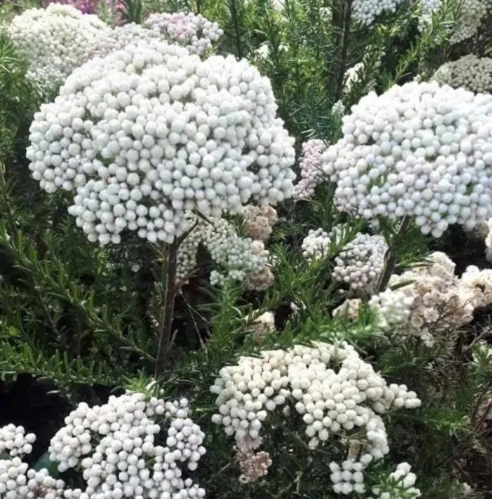Ozothamnus diosmifolius - Flor de Arroz, Alecrim Selvagem, Arbusto de Sagu, Rice Flower - Imagem 2