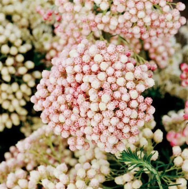 Ozothamnus diosmifolius - Flor de Arroz, Alecrim Selvagem, Arbusto de Sagu, Rice Flower - Imagem 3