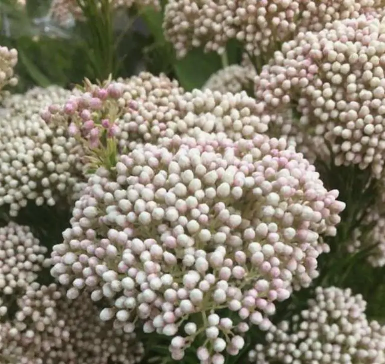 Ozothamnus diosmifolius - Flor de Arroz, Alecrim Selvagem, Arbusto de Sagu, Rice Flower - Imagem 6