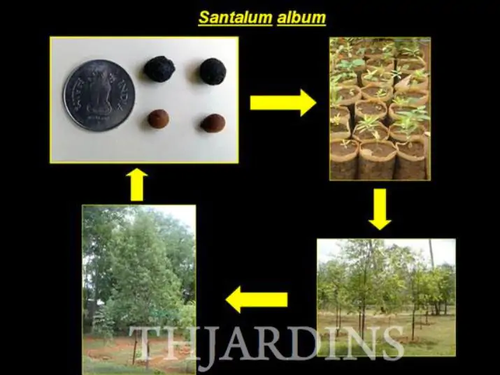 Santalum album - Sândalo Indiano - Imagem 3