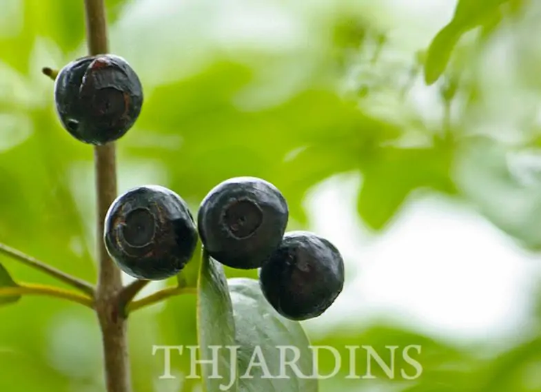 Santalum album - Sândalo Indiano - Imagem 5