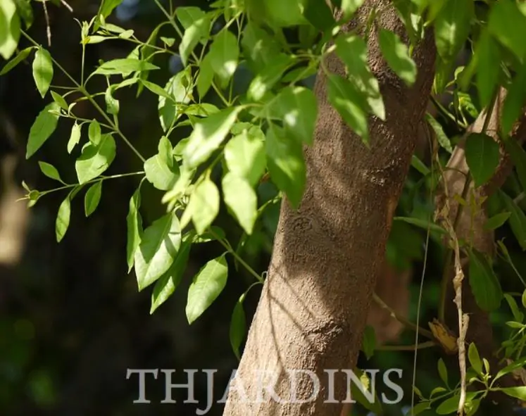 Santalum album - Sândalo Indiano - Imagem 7