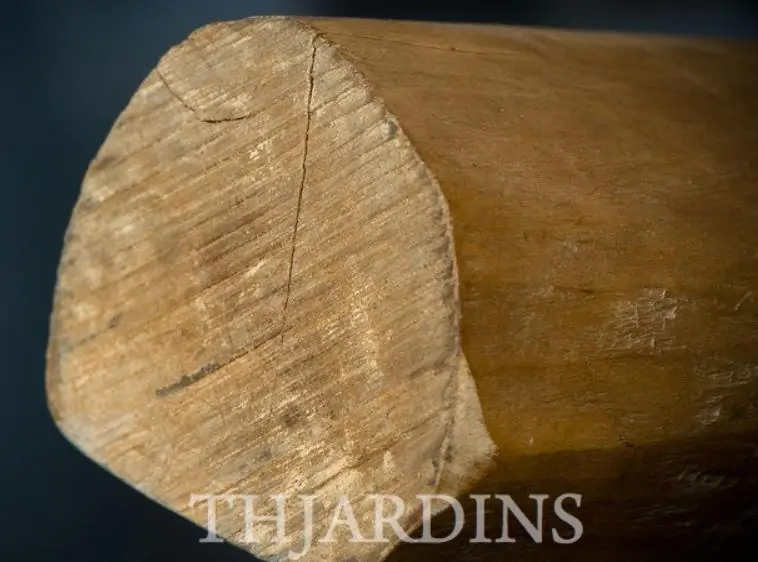 Santalum album - Sândalo Indiano - Imagem 8