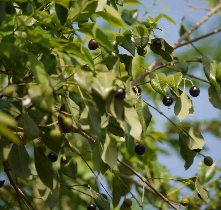 Santalum album - Sândalo Indiano - Imagem 10