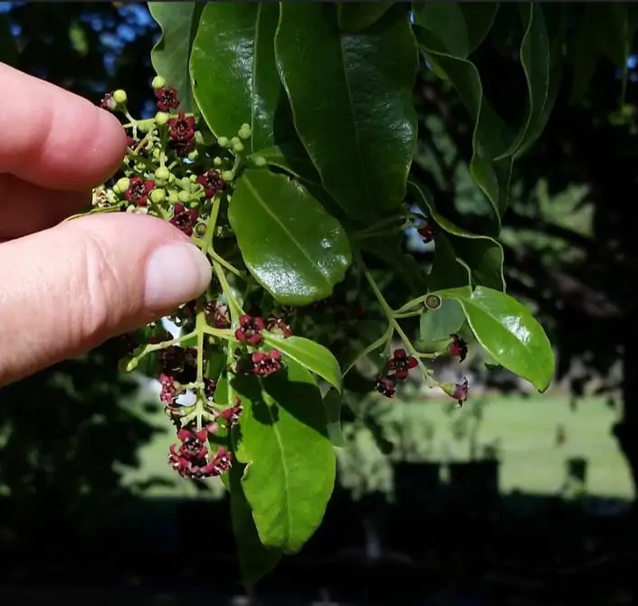 Santalum album - Sândalo Indiano - Imagem 11