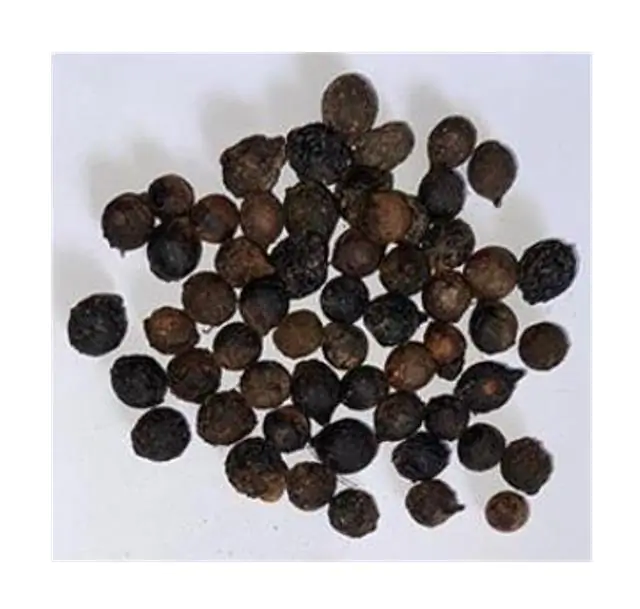 Santalum album - Sândalo Indiano - Imagem 12