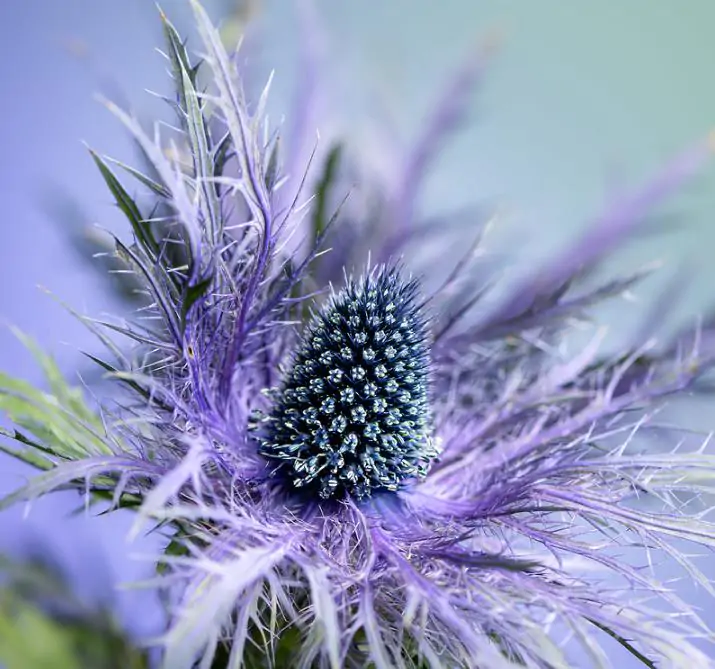 Eryngium alpinum superbum - Azevinho do mar, eringio soberbo, eringio esplêndido, blue sea holly - Imagem 3
